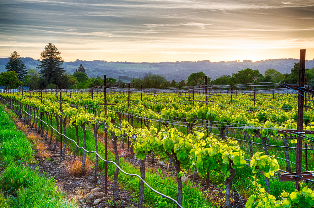 vineyard-irrigation