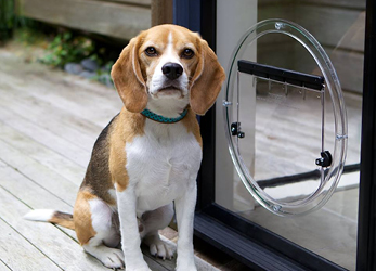 Dog with circular pet door in glass