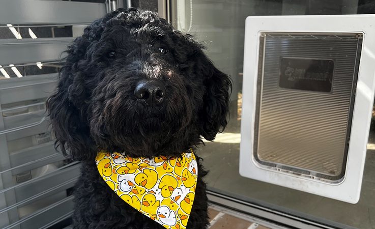 5 Reasons Why You Should Install A Pet Door At Home